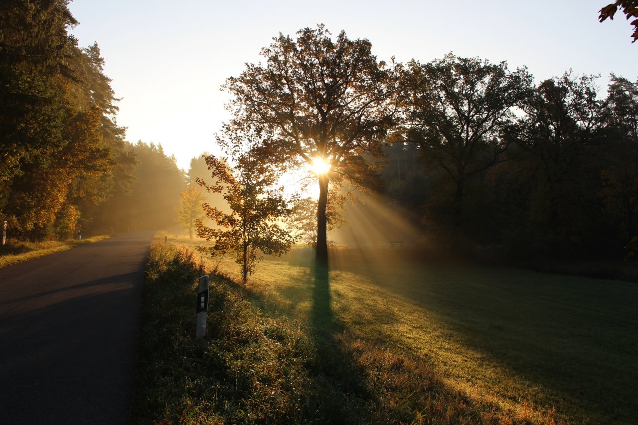Die Morgensonne strahlt durch die Äste eines Baumes an einem ruhigen Weg, umgeben von sanften Nebelschwaden und buntem Laub.